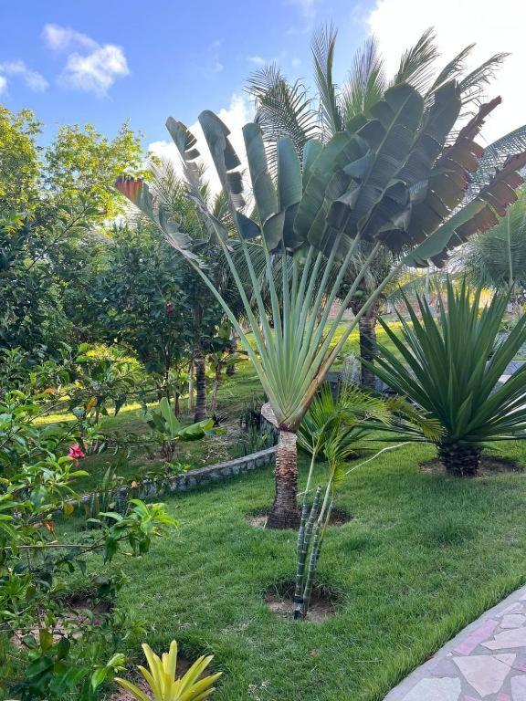 Pipa Golfinhos Hotel Praia de Pipa Kültér fotó